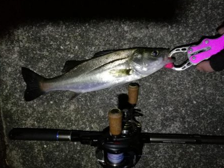 南港カモメ大橋 釣行 (雨天後のヘチ釣行~ キビレチヌ、シーバス、ガシラ釣果有り)
