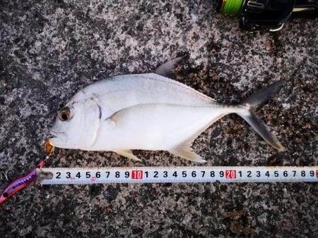 １日頑張りました。