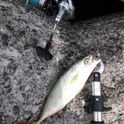 ジグサビキin 貝塚人工島