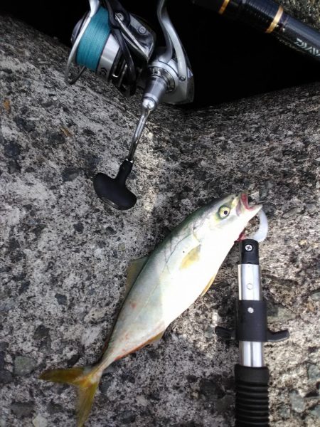 ジグサビキin 貝塚人工島