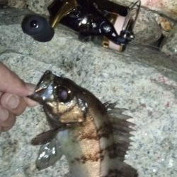 よく釣れました