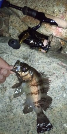 よく釣れました