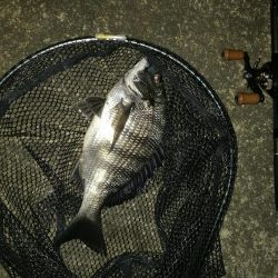 コスモ公園釣行 （コスモ周辺は厳重警戒体制だったが、真チヌとガシラ釣果！）