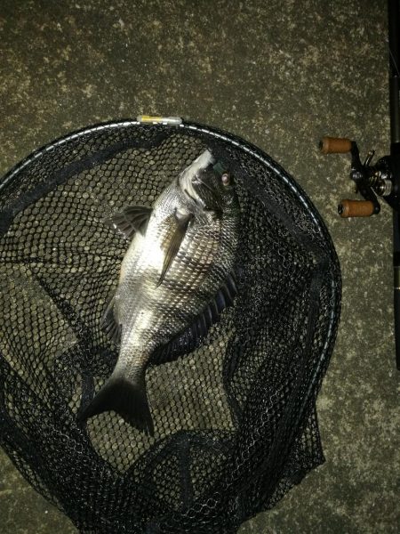 コスモ公園釣行 （コスモ周辺は厳重警戒体制…