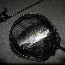 南港カモメ大橋 釣行 （夏至前の夜釣行 キビレチヌ、ガシラ釣果有り）