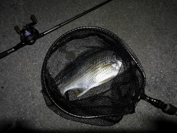 南港カモメ大橋 釣行 （夏至前の夜釣行 キビレチヌ、ガシラ釣果有り）
