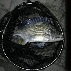 コスモ公園釣行 （続、厳重警戒体制なコスモでヘチ釣り、キビレチヌとガシラとナマコ？！釣果（笑））