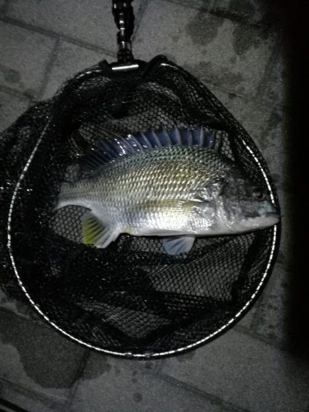 コスモ公園釣行 （続、厳重警戒体制なコスモ…