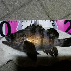 コスモ公園釣行 （続々、厳重警戒体制なコスモでヘチ釣り、黒メバル21cmとガシラ釣果有り）