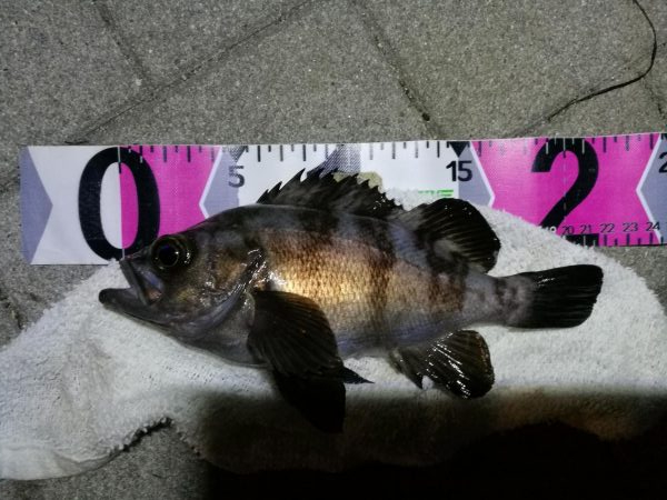 コスモ公園釣行 （続々、厳重警戒体制なコスモでヘチ釣り、黒メバル21cmとガシラ釣果有り）