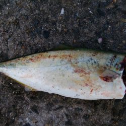 今日は泉大津エリア釣行