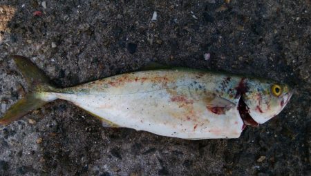 今日は泉大津エリア釣行