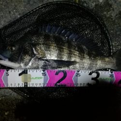 【祝】初真チヌ！しかもデッカイ！！