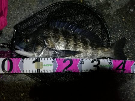 【祝】初真チヌ！しかもデッカイ！！