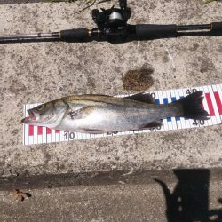 大型マゴチ&シーバス