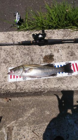 大型マゴチ&シーバス