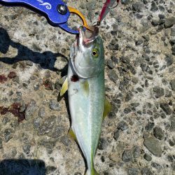 ツバスしか釣れない