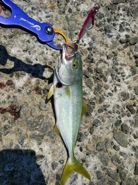 ツバスしか釣れない