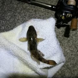 南港カモメ大橋ヘチ釣行 (26日南港ヘチ~ キビレチヌ34cm、ハゼ 釣果有り)