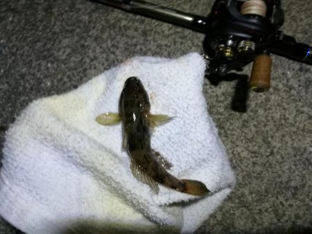 南港カモメ大橋ヘチ釣行 (26日南港ヘチ~ キビレチヌ34cm、ハゼ 釣果有り)