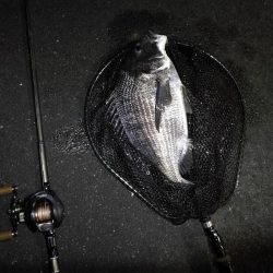 南港カモメ大橋ヘチ釣行 (27日台風前にヘチ釣り~ 真チヌ44.5cm、キビレ、ガシラ 釣果有り)