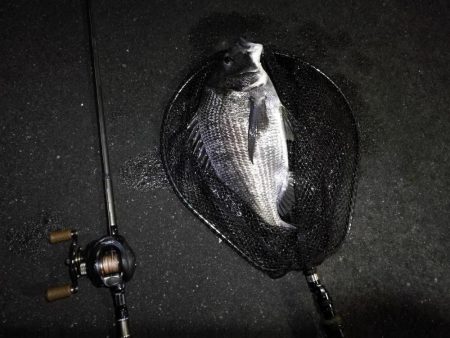 南港カモメ大橋ヘチ釣行 (27日台風前にヘチ釣り~ 真チヌ44.5cm、キビレ、ガシラ 釣果有り)