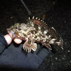 南港カモメ大橋ヘチ釣行 （28日悪天候ヘチ釣り～ キビレ32cm、30cm、ガシラ 釣果有り）