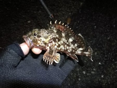 南港カモメ大橋ヘチ釣行 （28日悪天候ヘチ…