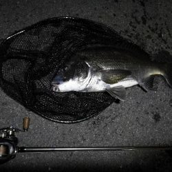 南港カモメ大橋ヘチ釣行 (29日 曇り時々雨の南港ヘチ釣り~ 真チヌ48.5cm、キビレチヌ 釣果有り)