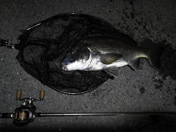 南港カモメ大橋ヘチ釣行 (29日 曇り時々雨の南港ヘチ釣り~ 真チヌ48.5cm、キビレチヌ 釣果有り)