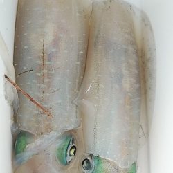 また×3親イカゲット　2杯