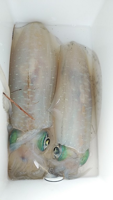 また×3親イカゲット　2杯