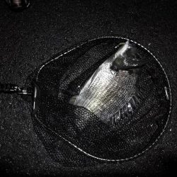 ヘチ釣行 南港カモメ大橋 (30日 雨の南港ヘチ釣り~ 真チヌ41.5cm、キビレチヌ43cm 釣果有り)