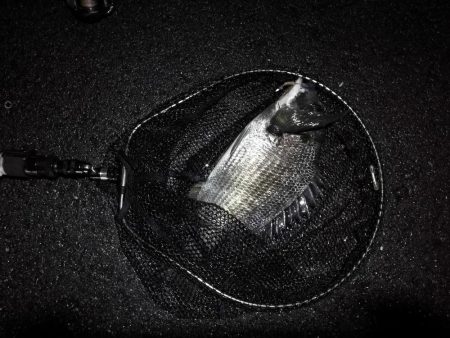 ヘチ釣行 南港カモメ大橋 (30日 雨の南港ヘチ釣り~ 真チヌ41.5cm、キビレチヌ43cm 釣果有り)