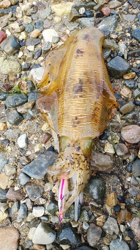 親イカ　キロアップ！