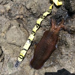 ６時間でこれ１パイだけ！