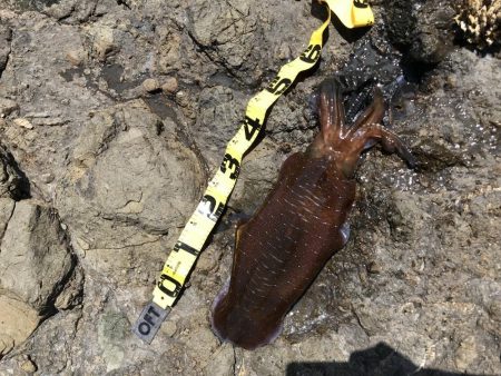 ６時間でこれ１パイだけ！