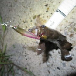 梅雨メバルのプラッギング＆シーバス！！