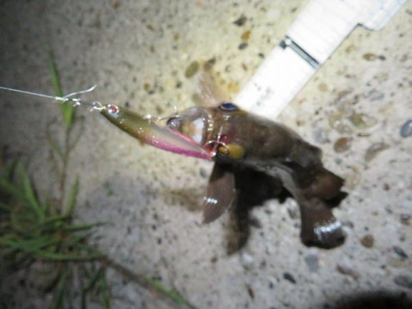 梅雨メバルのプラッギング＆シーバス！！