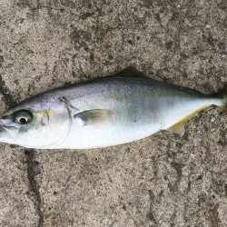 ツバス祭りの巻