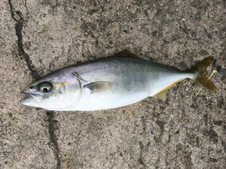 ツバス祭りの巻