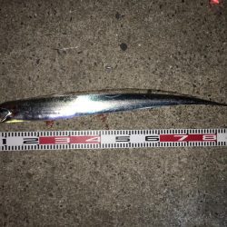 タチウオが熱い！！の巻