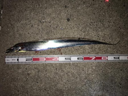 タチウオが熱い！！の巻