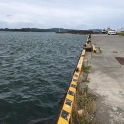 コアジ、豆アジ89匹 コサバ35匹