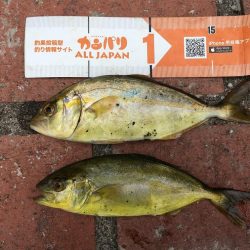 豆アジコアジ87匹、カンパチの子供2匹、ガシラ2匹、コサバ3匹、イワシ7匹