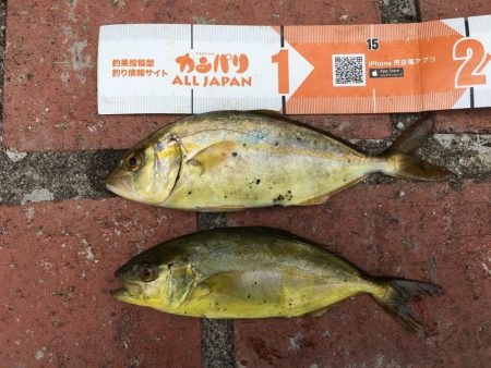 豆アジコアジ87匹、カンパチの子供2匹、ガシラ2匹、コサバ3匹、イワシ7匹