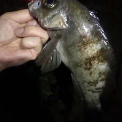 メバルシーズン終盤戦突入？！