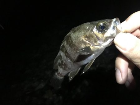 夜中に潜るんかいっ!?笑