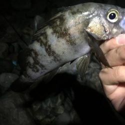 暴風波浪メバリングっ！