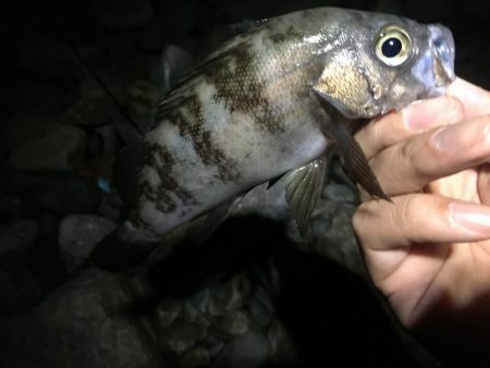 暴風波浪メバリングっ！